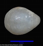 Afbeeldingsresultaten voor "glaciarcula Spitzbergensis". Grootte: 174 x 185. Bron: www.aphotomarine.com
