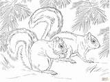 Squirrel Scoiattoli Scoiattolo Squirrels Colorare Supercoloring Disegni Eastern Matita Sketch Mammals Vettore Volpe Onlinecoloringpages sketch template