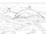 Delfin Gemeiner Ausmalbild Supercoloring Dolphin Delfine Ausdrucken Kostenlos sketch template
