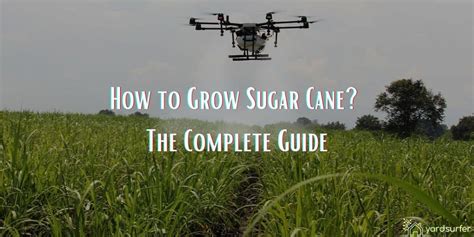 grow sugar cane  complete guide yard surfer