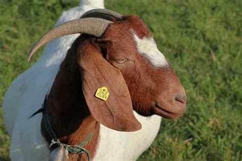 start goat farming  south africa business plan breeds cost profit  management