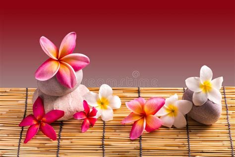 frangipani flowers stock photo image  crockery copy