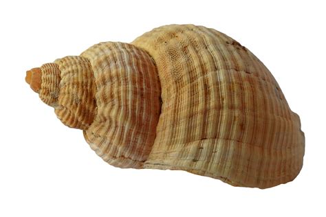 detailed spiral sea shell  stock photo public domain pictures