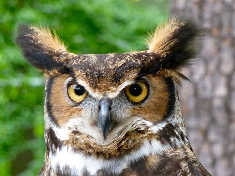 owl ear tufts           hearing
