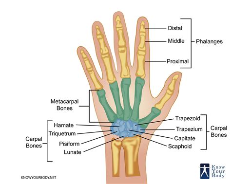 hand bones anatomy structure  diagram
