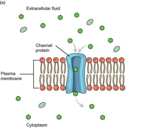 passive transport facilitated diffusion expii