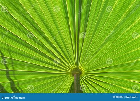 palm leaf stock photo image  nature leaf lines palm