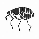 Flea Vector Fleas Icon Pest Clip Beetle Parasite Insect Bloodsucker Bug Illustrations Similar sketch template