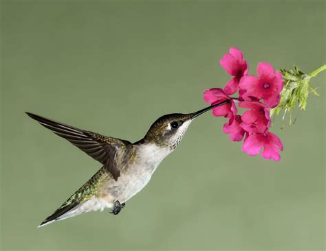 hummingbird wallpaper  screensaver wallpapersafari