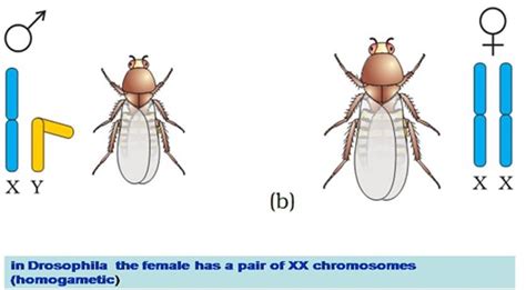 Sex Determination Chromosomes