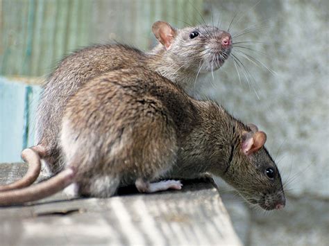 ammonia  rats cheapest offers save  jlcatjgobmx