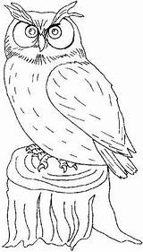 Coruja Corujas Screech Riscos Bird sketch template