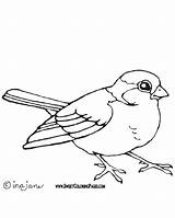 Bird Coloring Robin Pages Printable Getcolorings Drawing Getdrawings sketch template