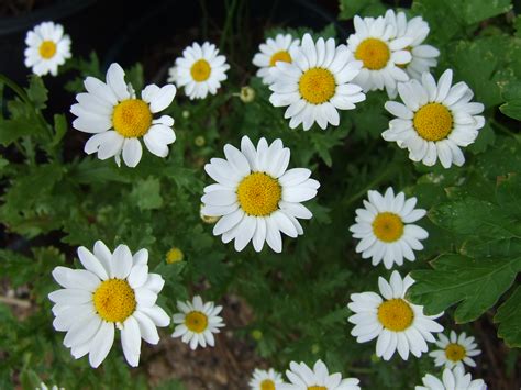 fileseveral daisies asteroideae topjpg