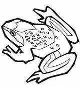 Frosch Dibujo Ausdrucken Rana Salamander Ausmalbilder Ranas Juegos Lagartijas Anfibios Animales Ausmalbild Worksheet sketch template