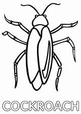 Cockroach Roach Coloringhome sketch template