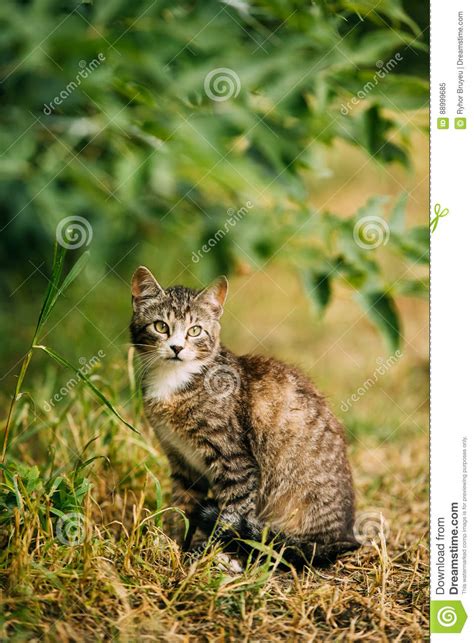 cute tabby gray cat kitten pussycat play in grass outdoor at summer