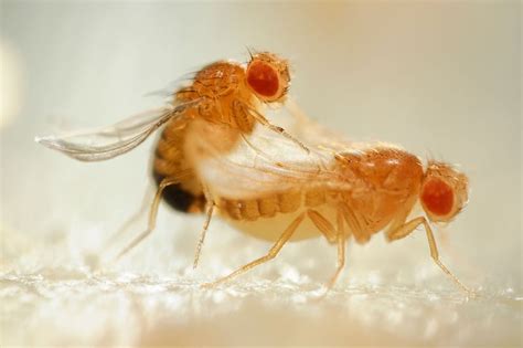 dopamine boost restores libido in ageing male fruit flies