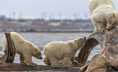 Polar Bears Find The Remains Of A Dead Whale In Alaska 6 Pics