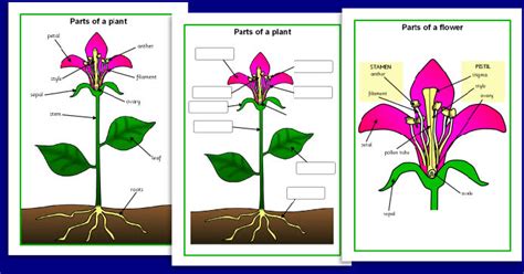 plant parts nicoles cool  awesome web page