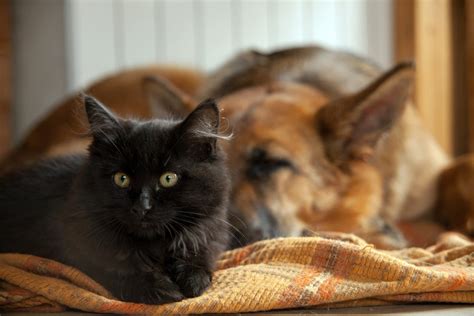 Are German Shepherds Good With Cats What You Need To Know I The