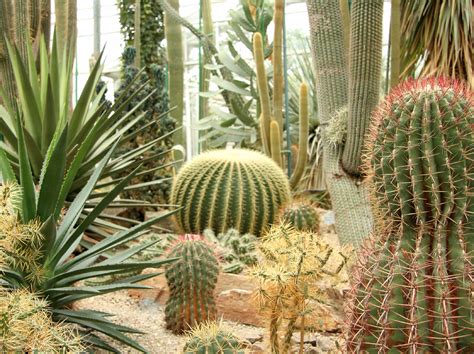 sharp cactus garden ideas
