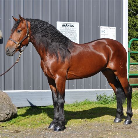 friesianquarter horse cross     breeds  horse