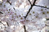 Afbeeldingsresultaten voor Cherry Blossom. Grootte: 160 x 106. Bron: abcnews.go.com