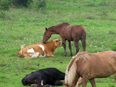 inspiring interspecies friendships horse nation