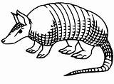 Armadillo Armadilo sketch template