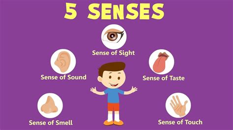 human sense organs learn about five senses senses activities