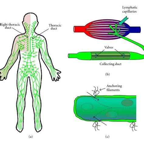 Which Lymphatic Vessels Drain Into The Thoracic Duct Best Drain