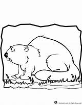 Coloring Beaver sketch template