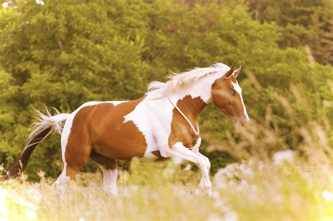 paint horse breed guide horseclicks