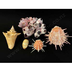 assorted shells  cm lengths natural history industry science technology