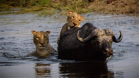 10 Reasons Why You Should Visit Chobe National Park In