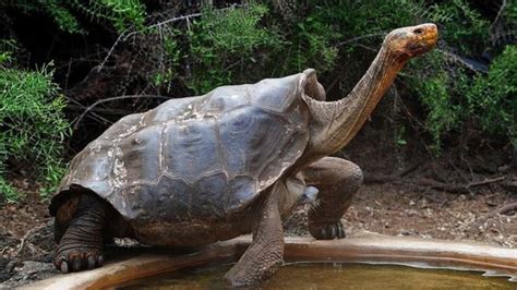 Tortoise With Species Saving Sex Drive Returns To Galápagos Bbc News