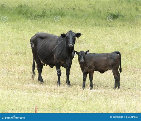 black angus   calf  oklahoma stock photo image  common