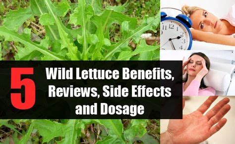 wild lettuce benefits reviews side effects  dosage wild lettuce