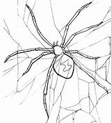 Spider Widow Drawing Coloring Getdrawings sketch template
