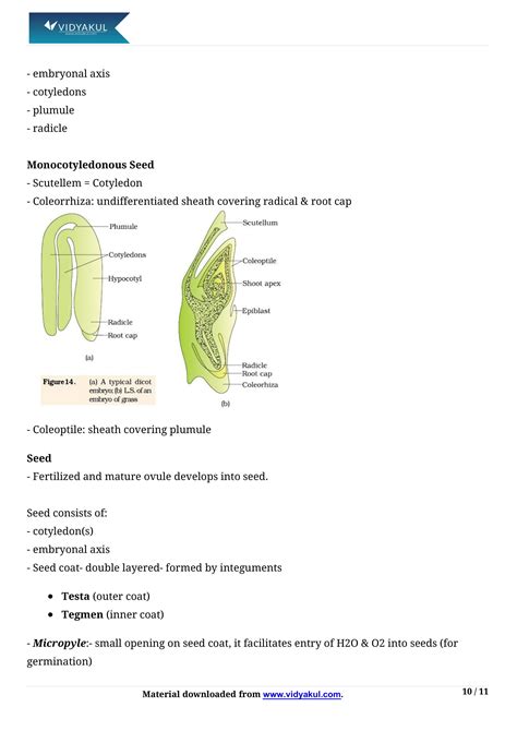sexual reproduction in flowering plants class 12 notes