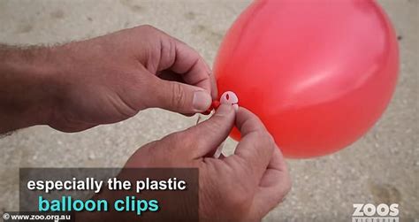 Australia S Plastic Crisis Disturbing Photo Shows Balloon Rubber Band