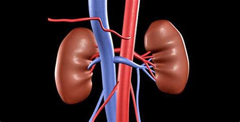 wellness alert   ignore  symptoms    kidney healthful internet care