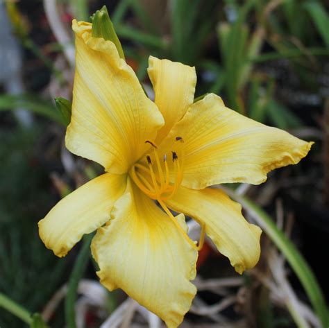 woodcrest daylilies llc suddenly