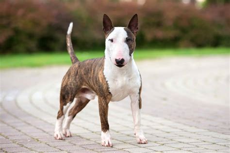 bull terrier mixes youll   bring home  pictures