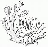 Corail Koraal Pez Koralle Corales Coloriage Colorea Marinos Peces Coloriages Malvorlage Kleurplaten Maak Persoonlijke Ausmalbild sketch template