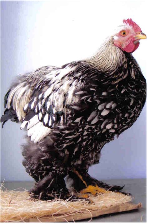Silver Cochin Standard Chickens For Sale Cackle Hatchery
