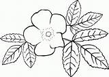 Colorear Jasmine Bougainvillea Bunga Mewarnai Mawar Garis Vektor Jasminum Grandiflorum Officinale Putih Hitam Seni Acicularis Starry Shine Pixabay Tia Flor sketch template