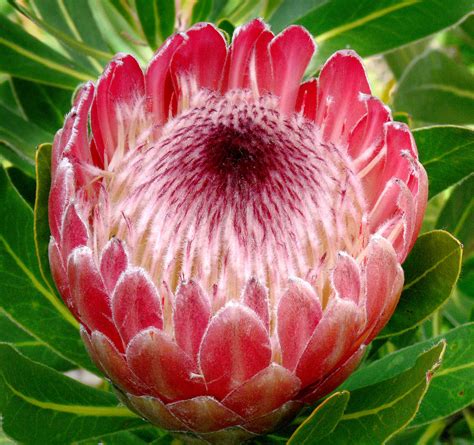 protea pink ice  proteaceae south africa protea phot flickr