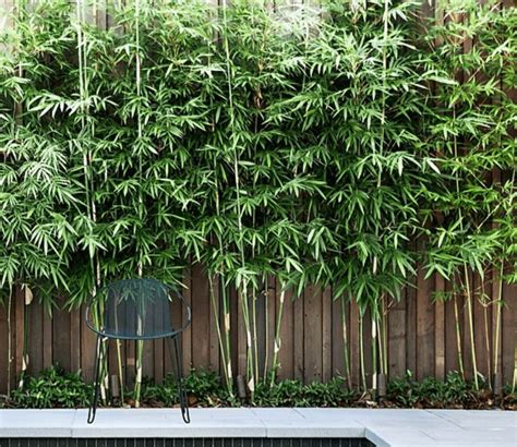 bamboe planten op dakterras urb agbc